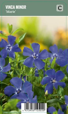 V.I.P.S. Vinca minor ''Marie'' – Kleine Maagdenpalm (P9)