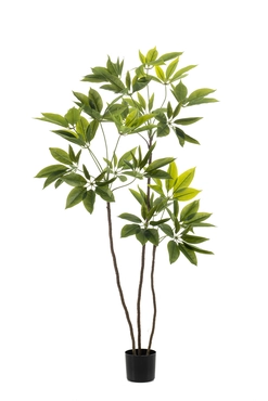 Vingerboom boom in pot l70cm groen