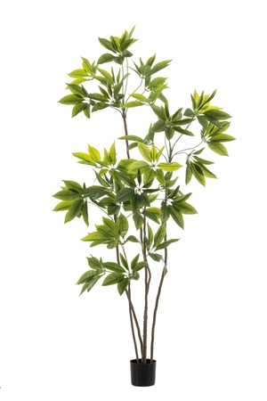 Vingerboom boom in pot l80cm groen