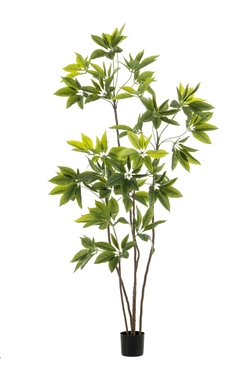 Vingerboom boom in pot l80cm groen