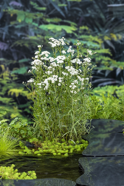 Waterplant Achillea ptarmica