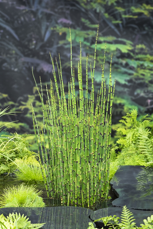Waterplant Equisetum japonica