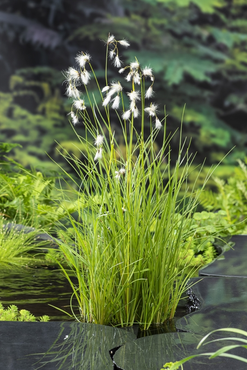 Waterplant Eriophorum angustifolium
