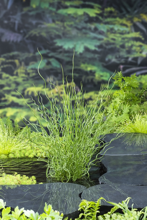 Waterplant Juncus effusus 'Spiralis'
