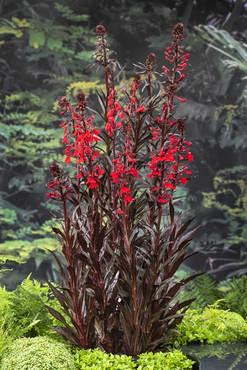 Waterplant Lobelia cardinalis