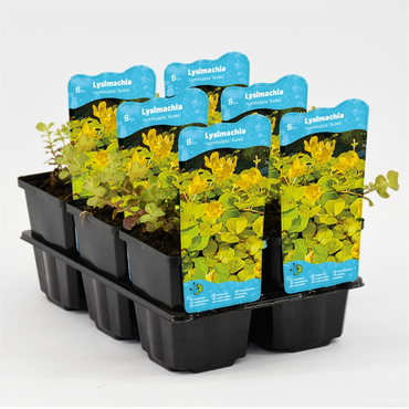 Waterplant Lysimachia nummularia 'Aurea'