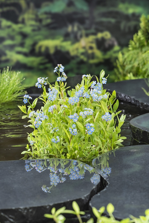 Waterplant Myosotis palustris