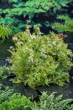 Waterplant Oenanthe fistulosa 'Flamingo'