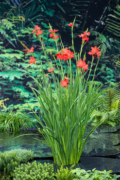 Waterplant Schizostylis coccinea