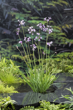 Waterplant Thulbachia violance