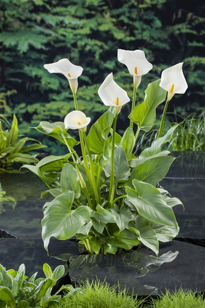 Waterplant Zantedeschia aethiopica