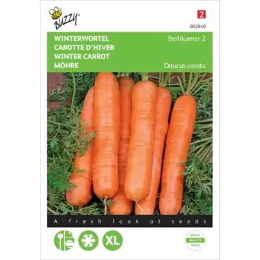 Winterwortel Berlikumer 2