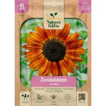 Zonnebloem avondzon 20st - afbeelding 1