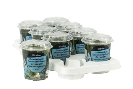 Zuurstofplant Elodea densa