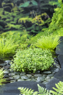 Zuurstofplant Marsilea quadrifolia
