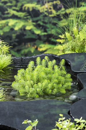 Zuurstofplant Myriophyllum crispata