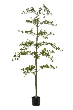 Zwarte olijfboom in pot l80cm groen